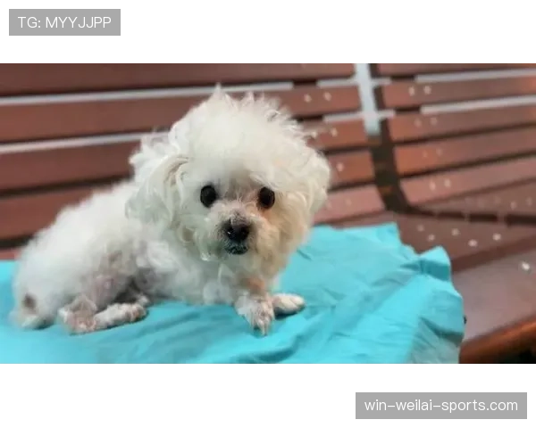 刘洋家的狗都比我家吃得好